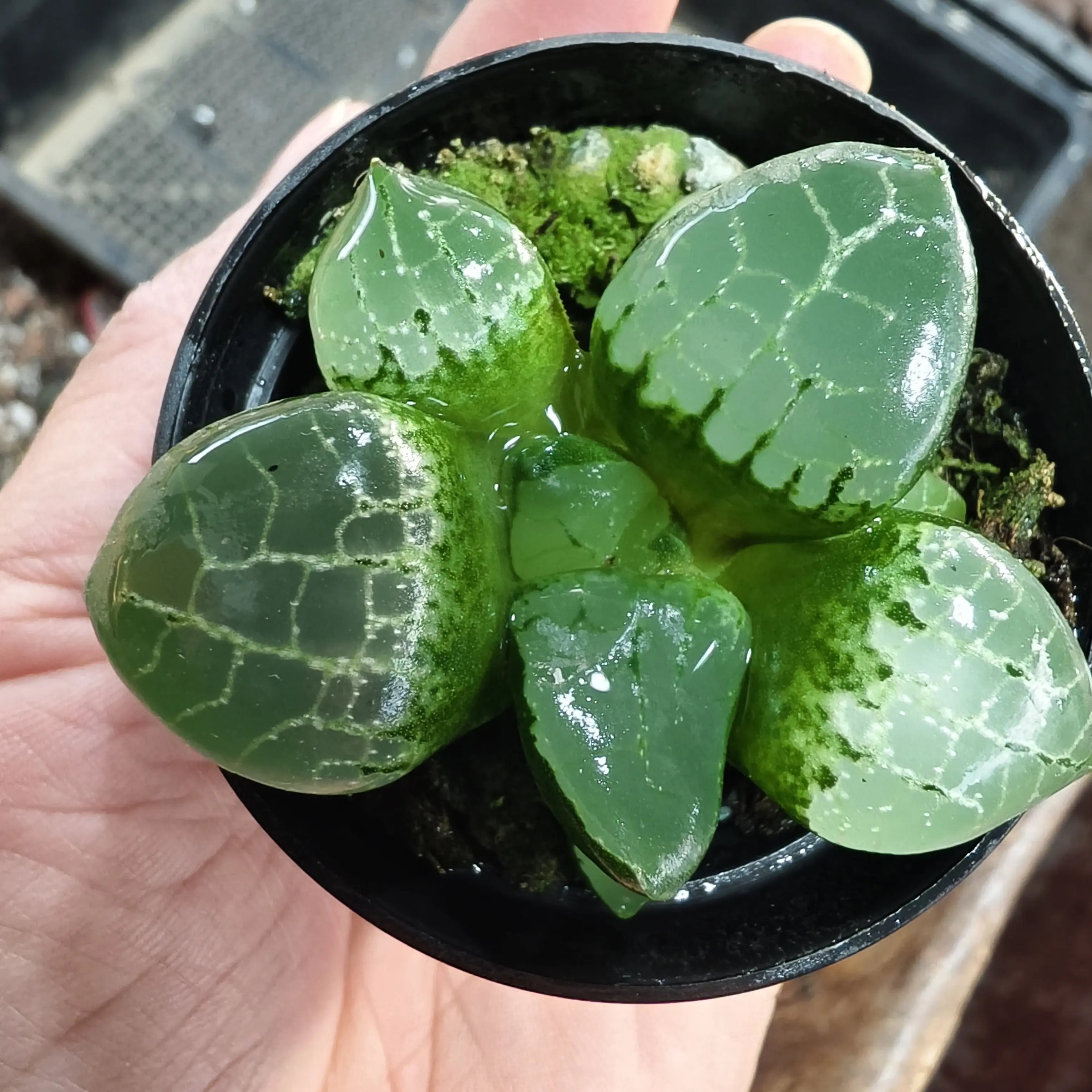 水晶克玉露十二卷属多肉植物带盆土室内阳台养护