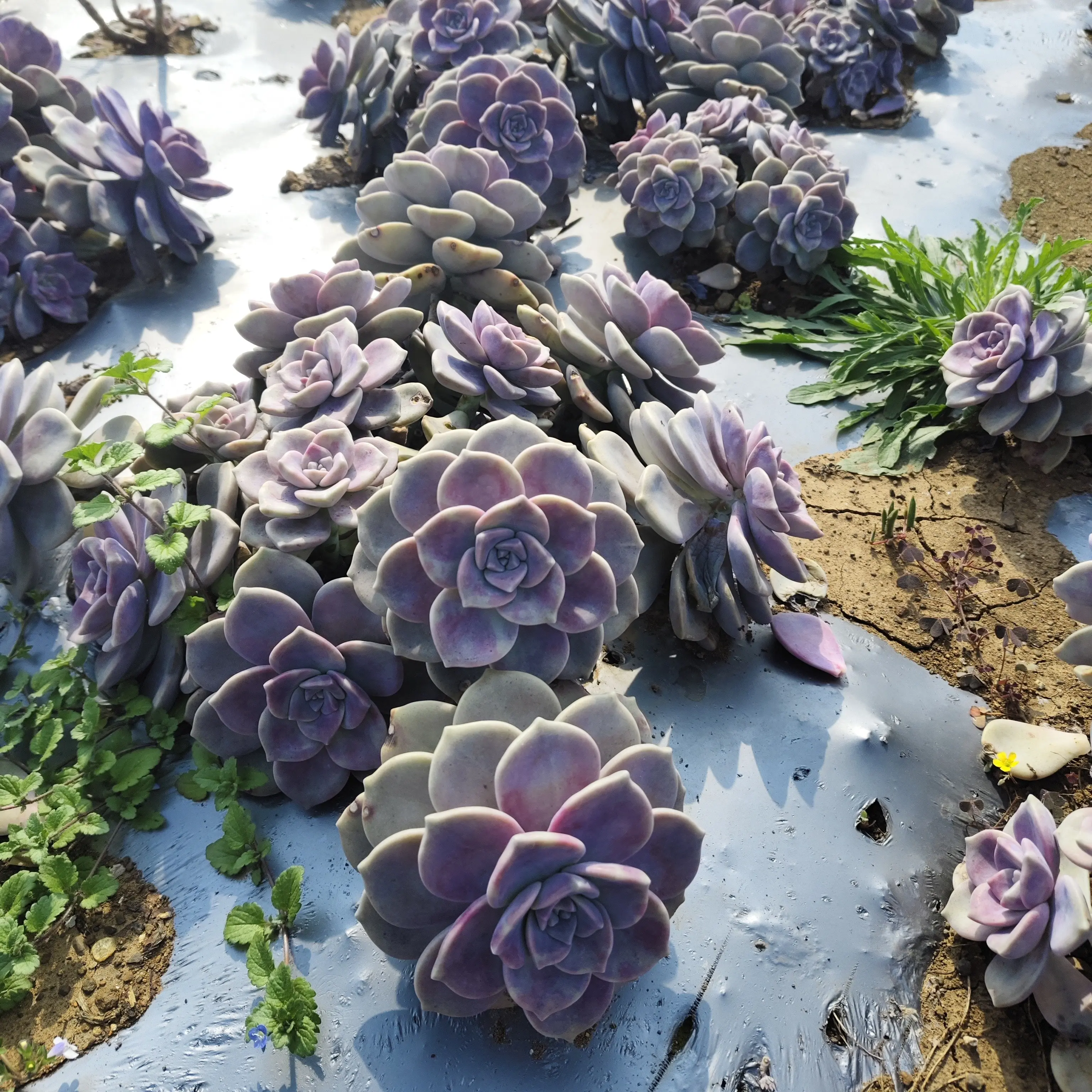 紫乐老桩多肉植物断枝不售后20公分加好养活室内外整颗装