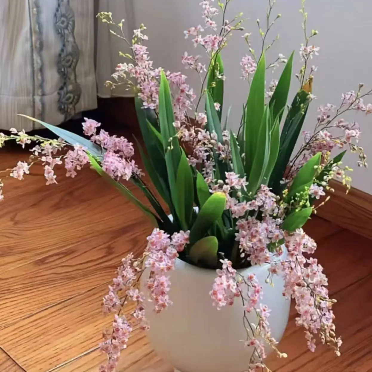 618活动+关注+粉丝灯牌，粉色梦香兰室内阳台易养护多年生清香花卉