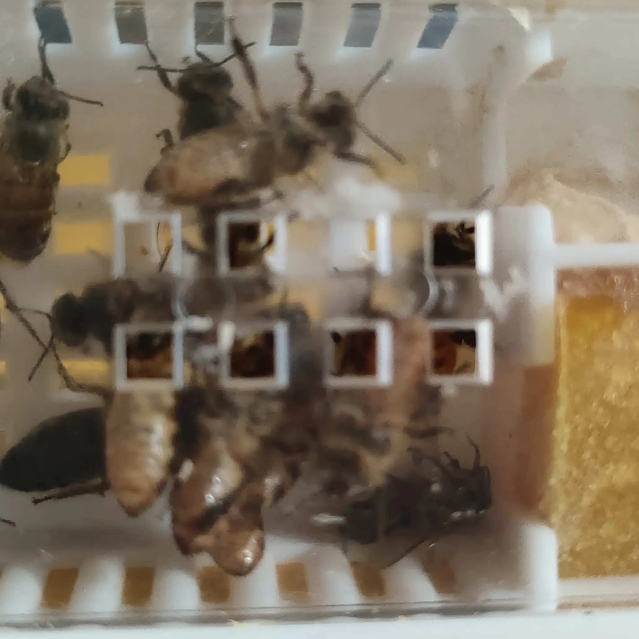 牛魔王中蜂种王本地强群优质开产王耐寒耐热爆产大力王抗病持久产