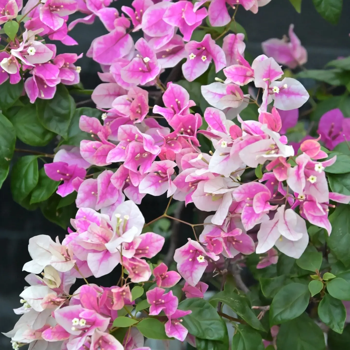 13彩色三角梅运输途中会掉花落叶折枝光杆介意勿拍