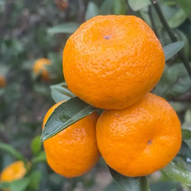 湖南湘西南丰橘子吃了不上火，新鲜现摘香甜多汁应季水果