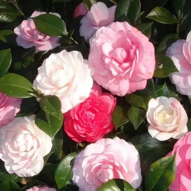 多色茶花盆栽带花苞室内外好养