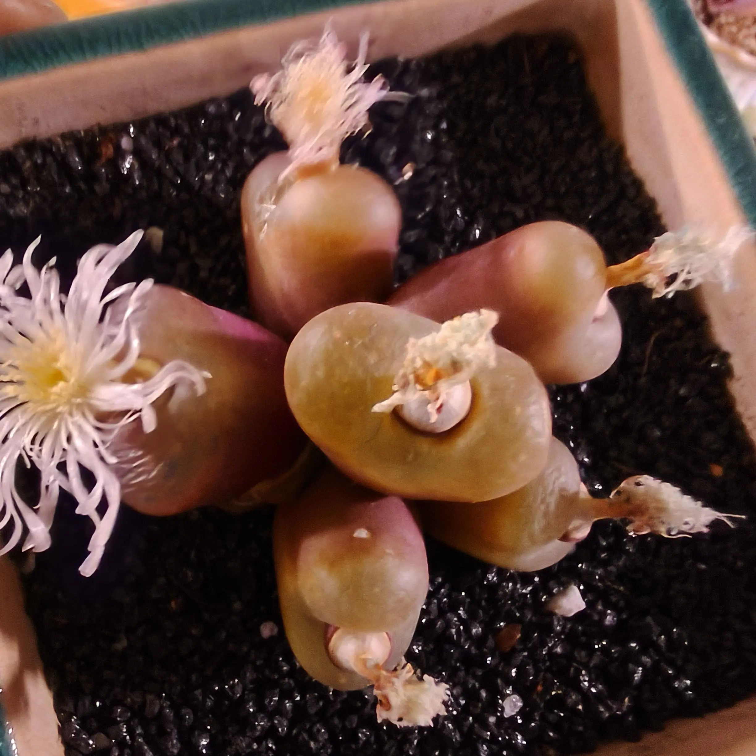 毛汗尼6头生石花多肉带土好养适合室内阳台种植