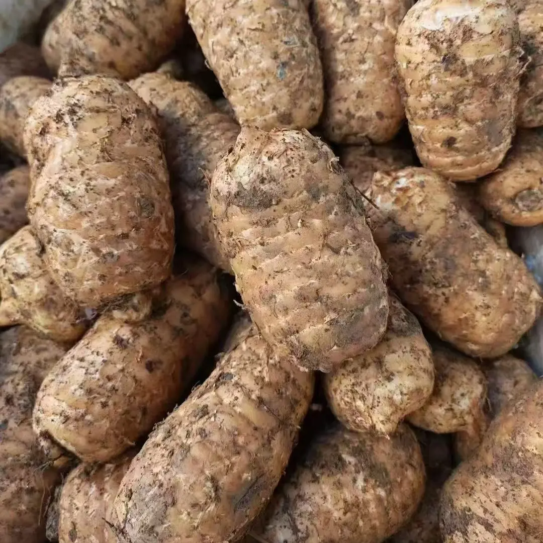 云南昭通天麻小草坝新鲜天麻