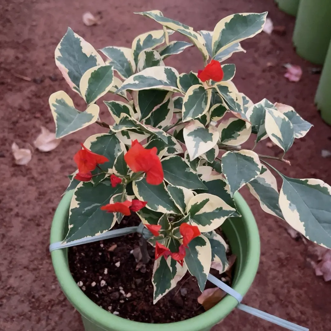 三角梅重瓣大苗四季开花爬藤植物室内阳台庭院绿植