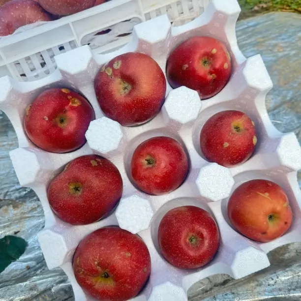 云南昭通丑苹果新鲜现摘脆甜冰糖心水果