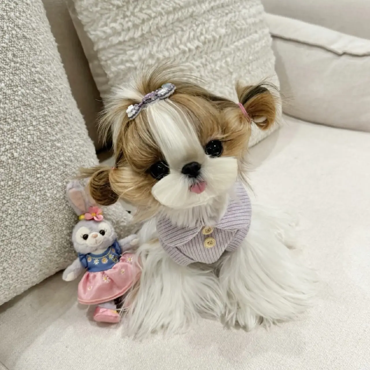 辽宁韩版超小体犬崽可爱西施小宝宝