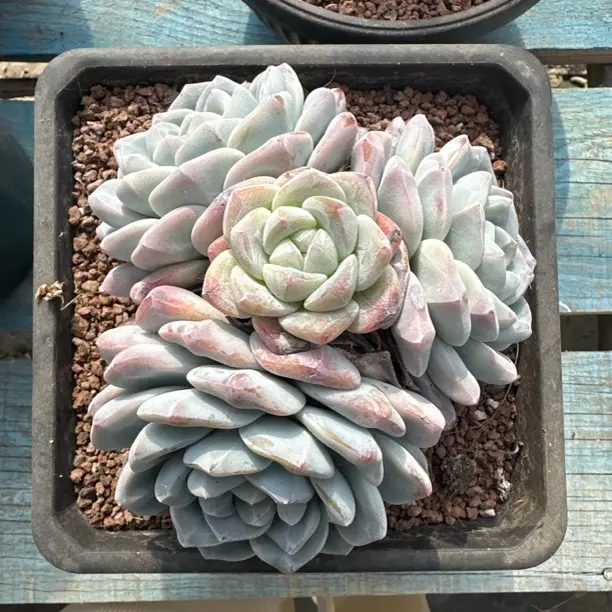 冰玉多肉植物美观净化空气适合室内栽种