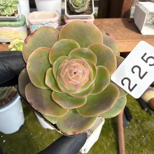 225耶罗山地玫瑰多肉植物盆栽好养防辐射适合办公室阳台