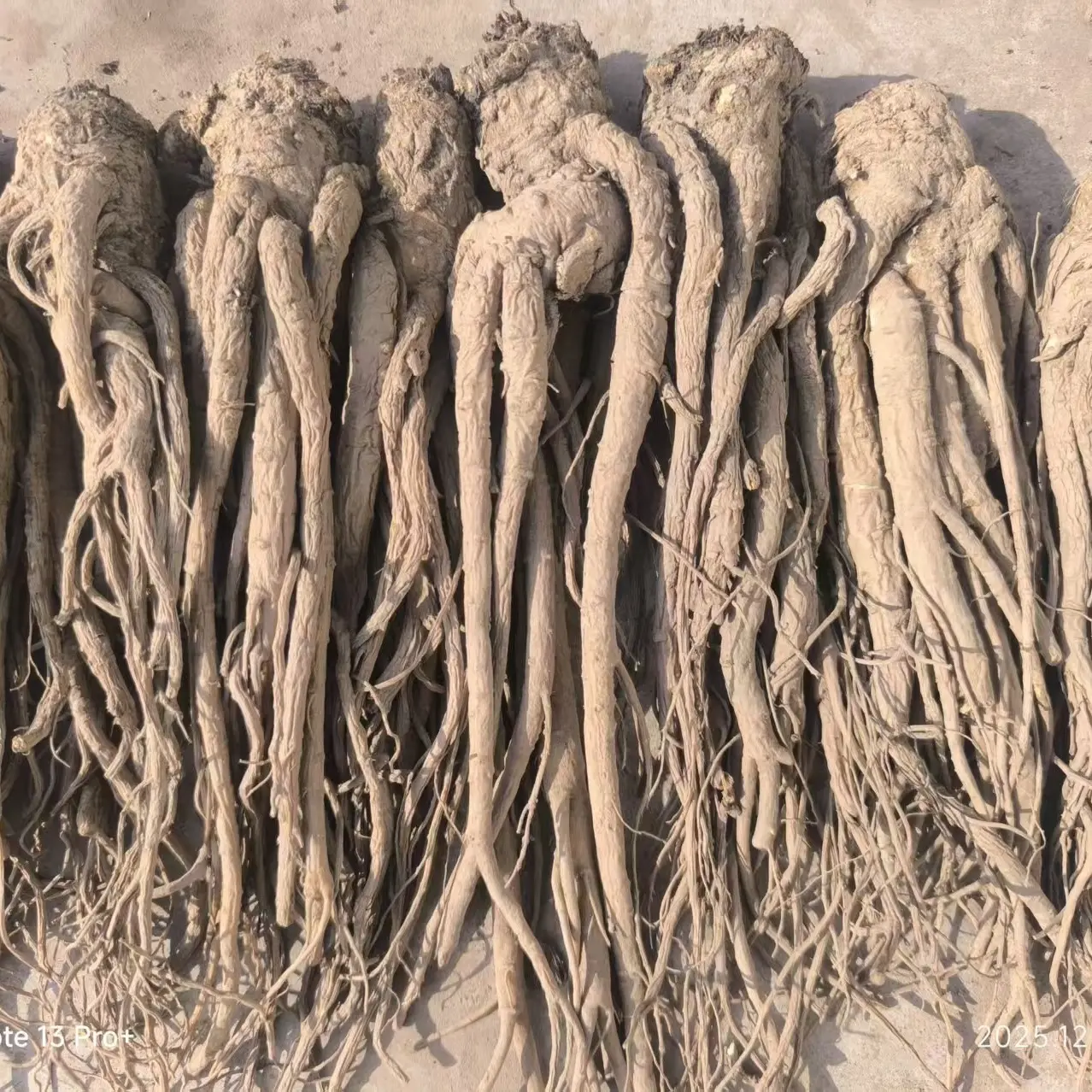 自然晒干无硫当归可煲汤泡酒滋补养生