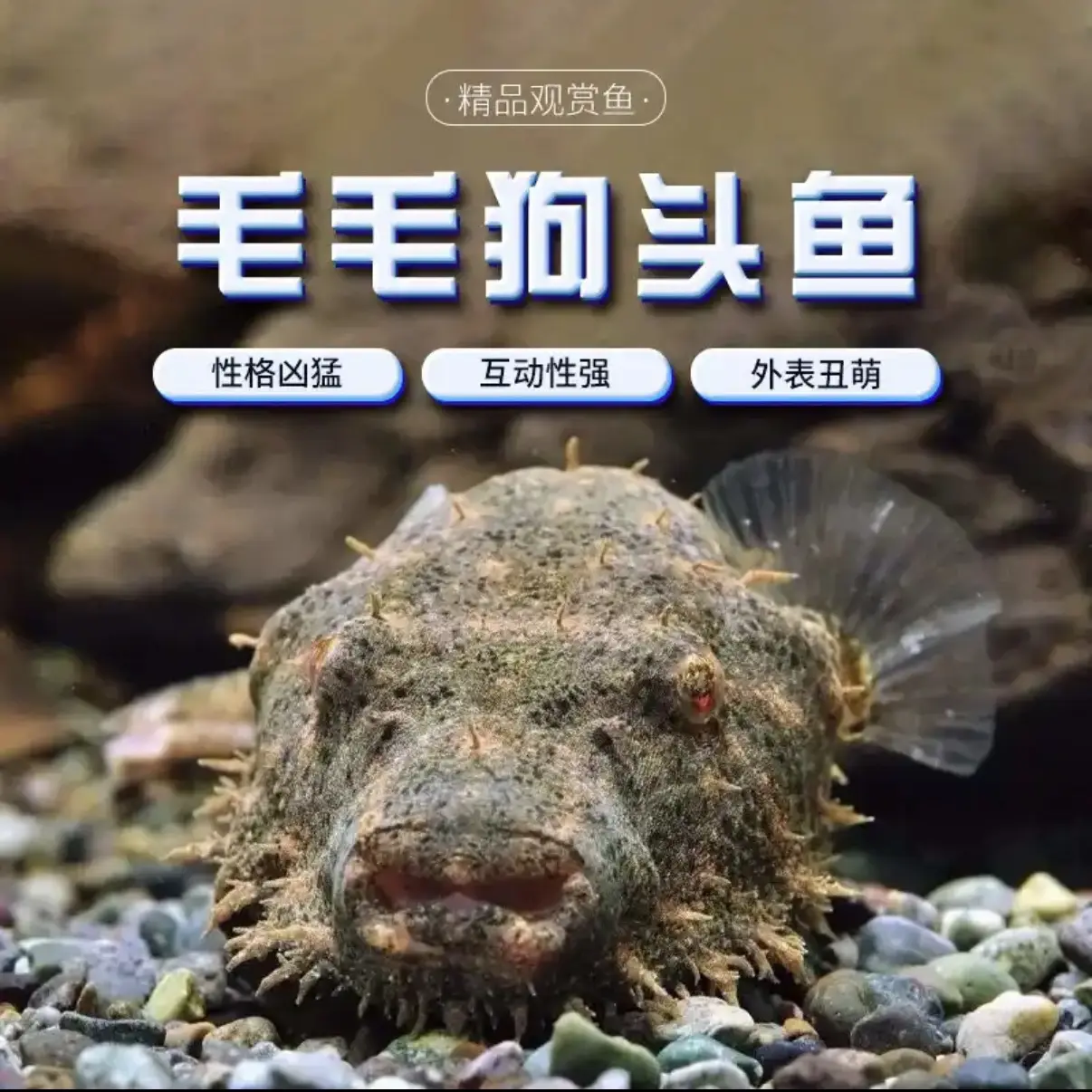 毛毛狗头鱼热带观赏鱼淡水小型观赏河豚鱼