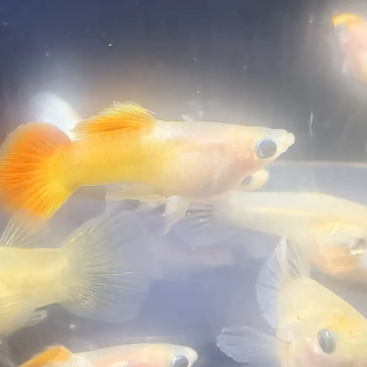 皇家落日玻璃猫，实物以直播间为标准！