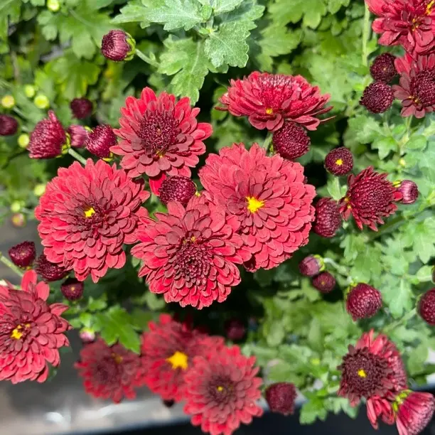 《酒红嘟嘟》重瓣红色菊盆栽耐寒易活开花花卉适合室内外阳台种植