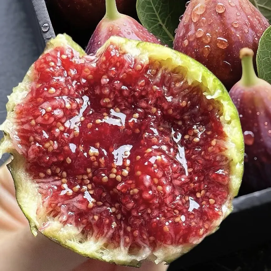 山东树熟红皮无花果新鲜水果当季现摘现发香甜软