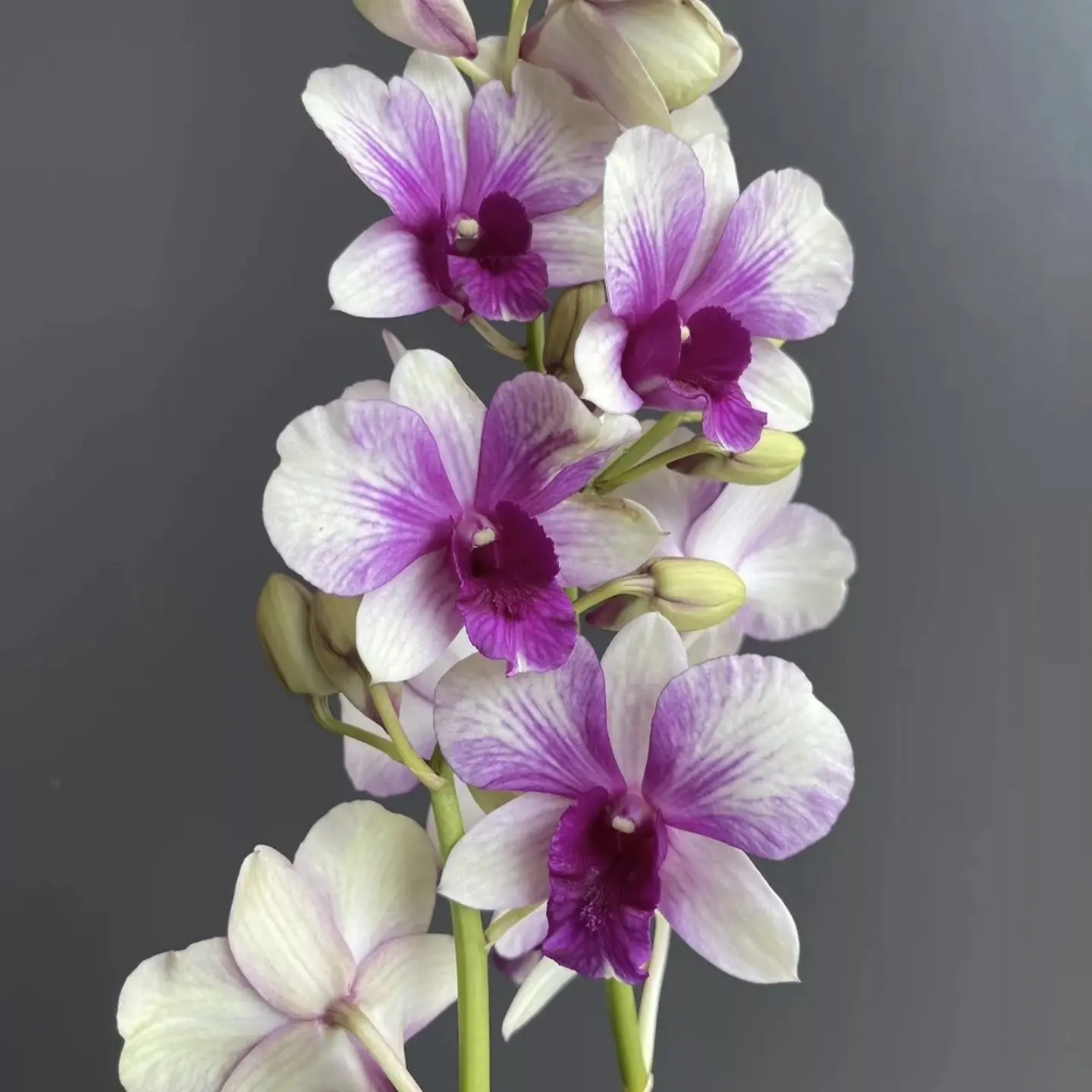 秋石斛兰蒙娜丽莎带花苞室内外种植