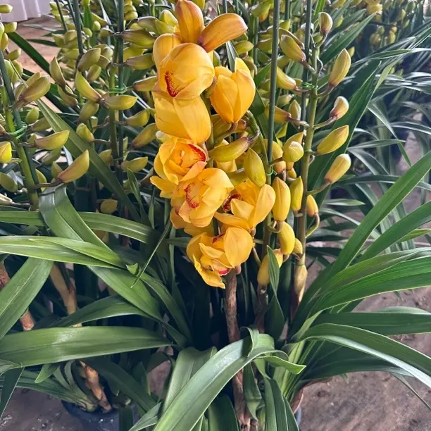 大花惠兰杨贵妃多支花剑