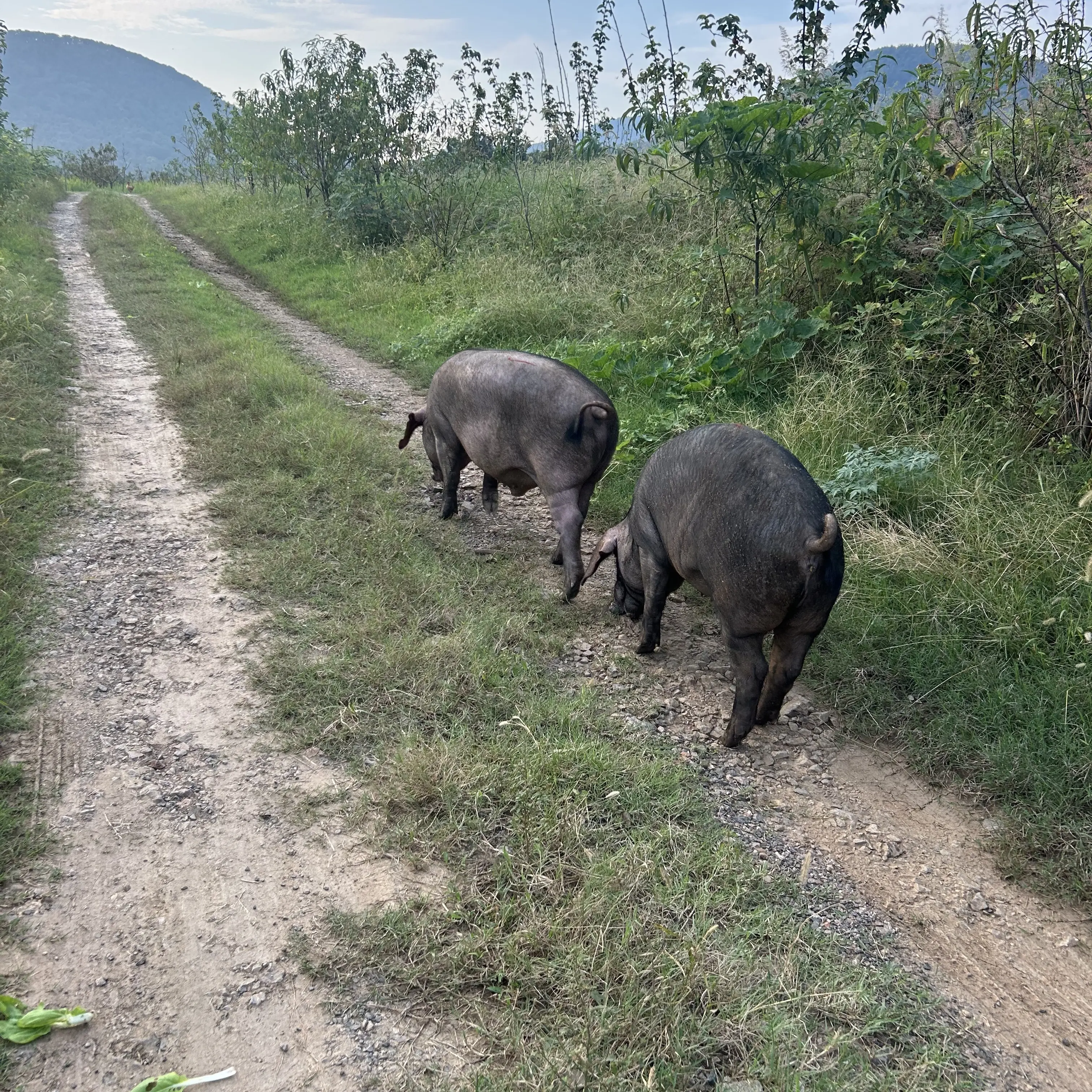 纯粮散养跑山猪冷链包邮