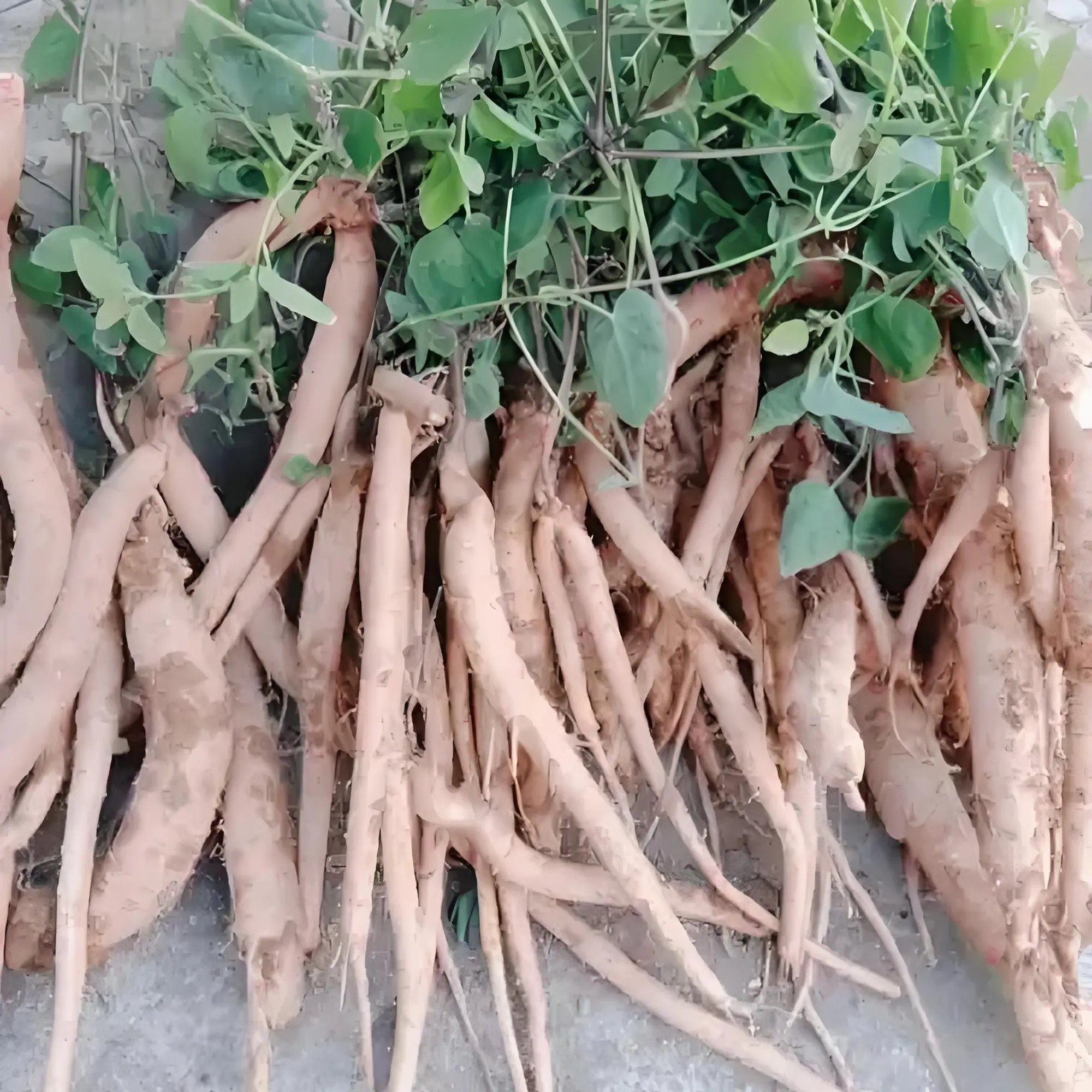 新鲜云南党参煲汤炖鸡食材