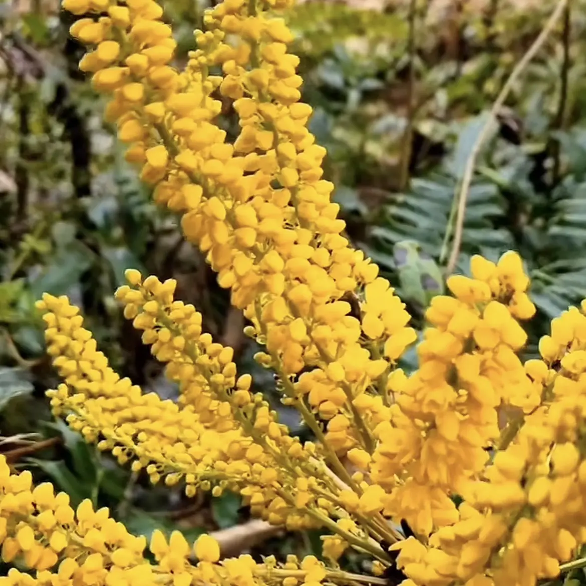 高山野盆栽土黄连绿植十大功劳