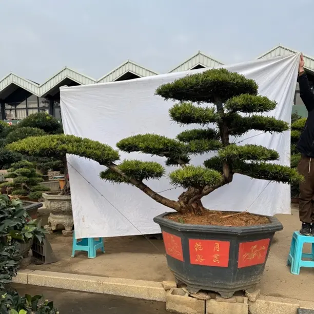 罗汉松老桩造型盆景四季常青室内客厅室外庭院绿植盆栽美观