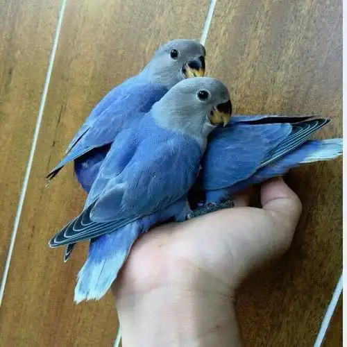 牡丹鹦鹉活体宠物好养亲人