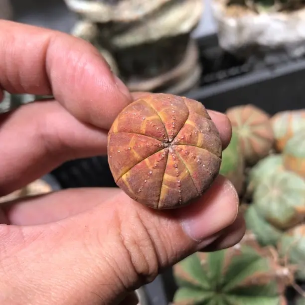 实生星兜锦仙人球多肉植物四季好养仙人掌盆栽