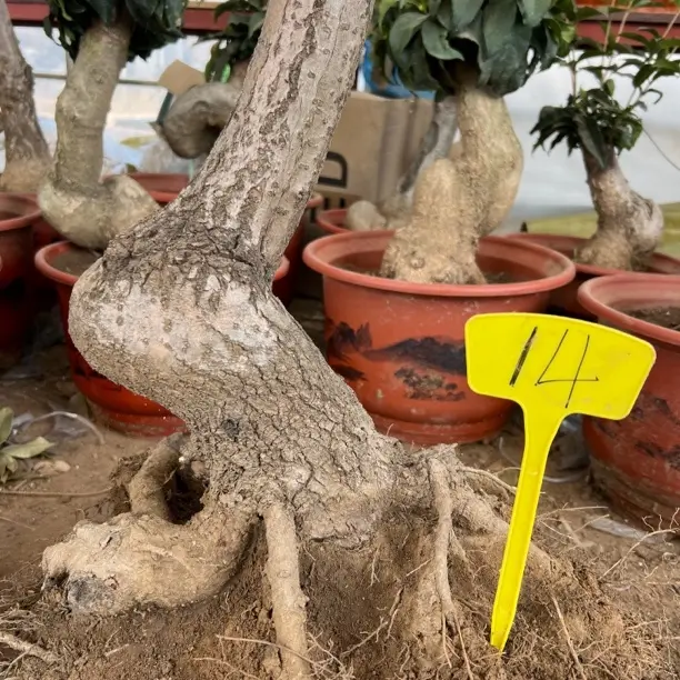 流苏树老桩，盆景素材