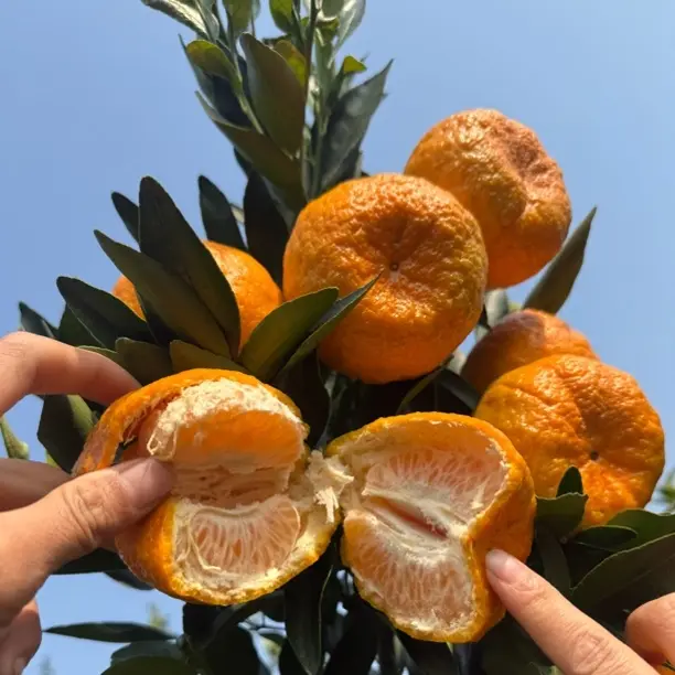 正宗四川万州椪柑芦柑橘新鲜水果当季橘子孕妇解馋农家新鲜椪柑橘