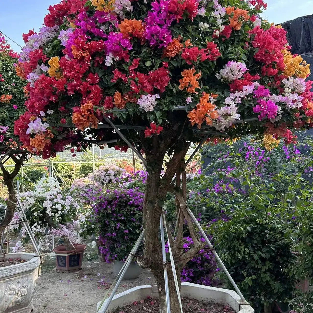 精品泰国五雀三角梅庭院景观绿植盆栽