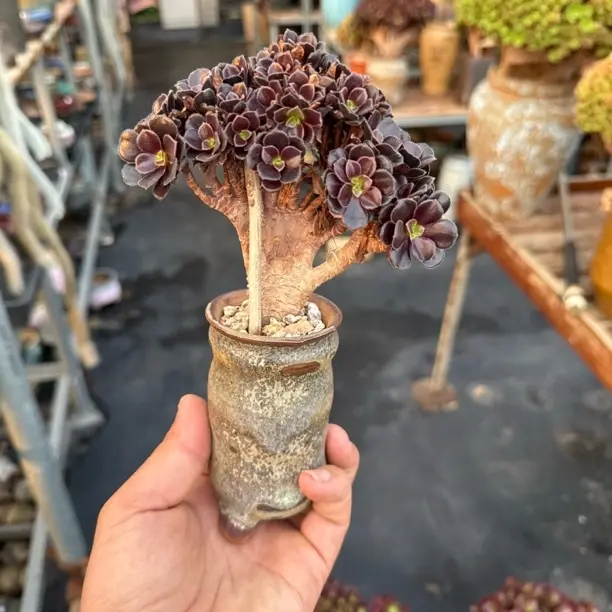 欧紫缀化老桩多肉植物盆栽园艺花卉不带盆土室内观赏