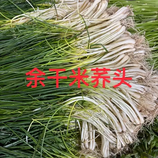 江西余干特产 余干农家自种新鲜带叶荞头现挖荞头时令蔬菜