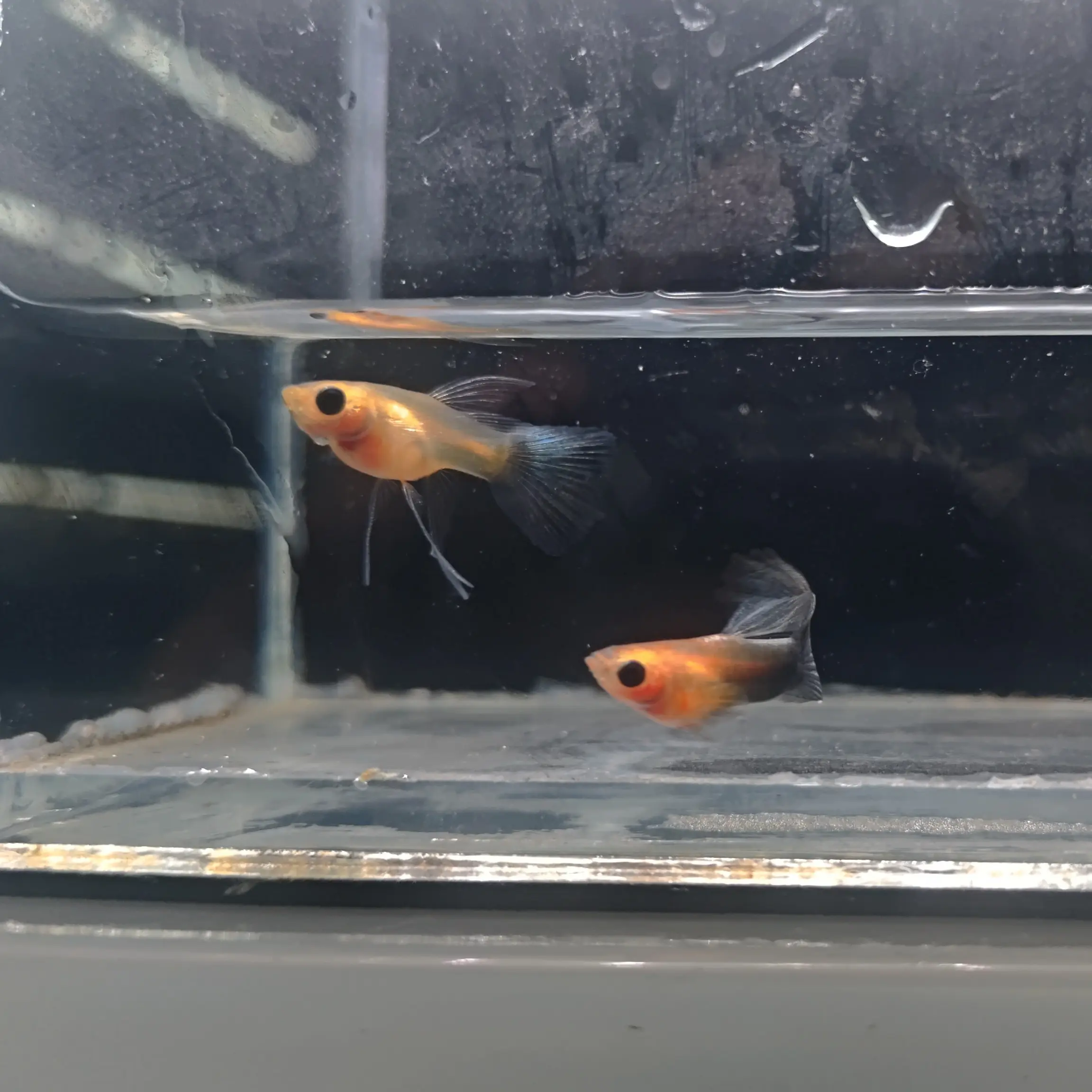 精品黄肉蓝礼服玻璃猫孔雀鱼观赏鱼