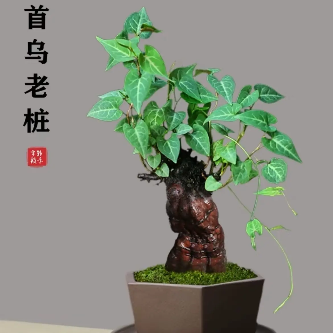 何首乌盆栽造型盆景老桩爬藤植物室内外好养趣味精品盆栽