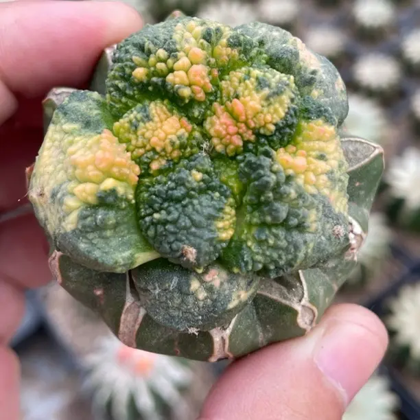 好养的星兜锦仙人球多肉植物室内办公室盆栽防辐射