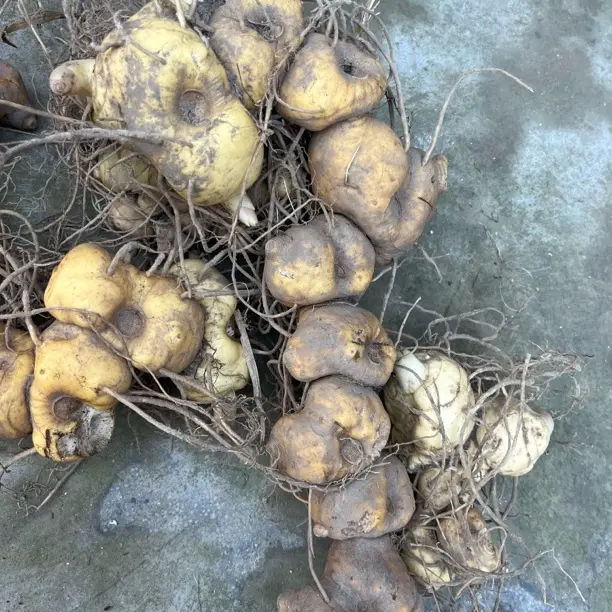 云南深山野生黄精