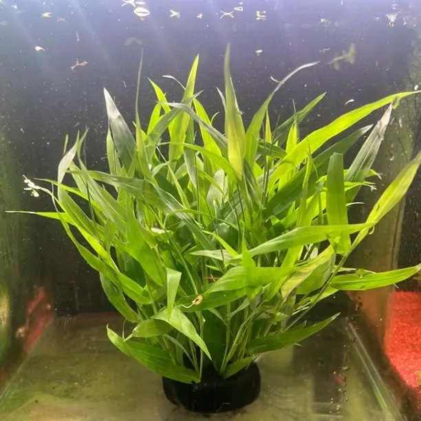 南美青竹水草阴性水草无需底沙鱼缸造景新手易活净水增