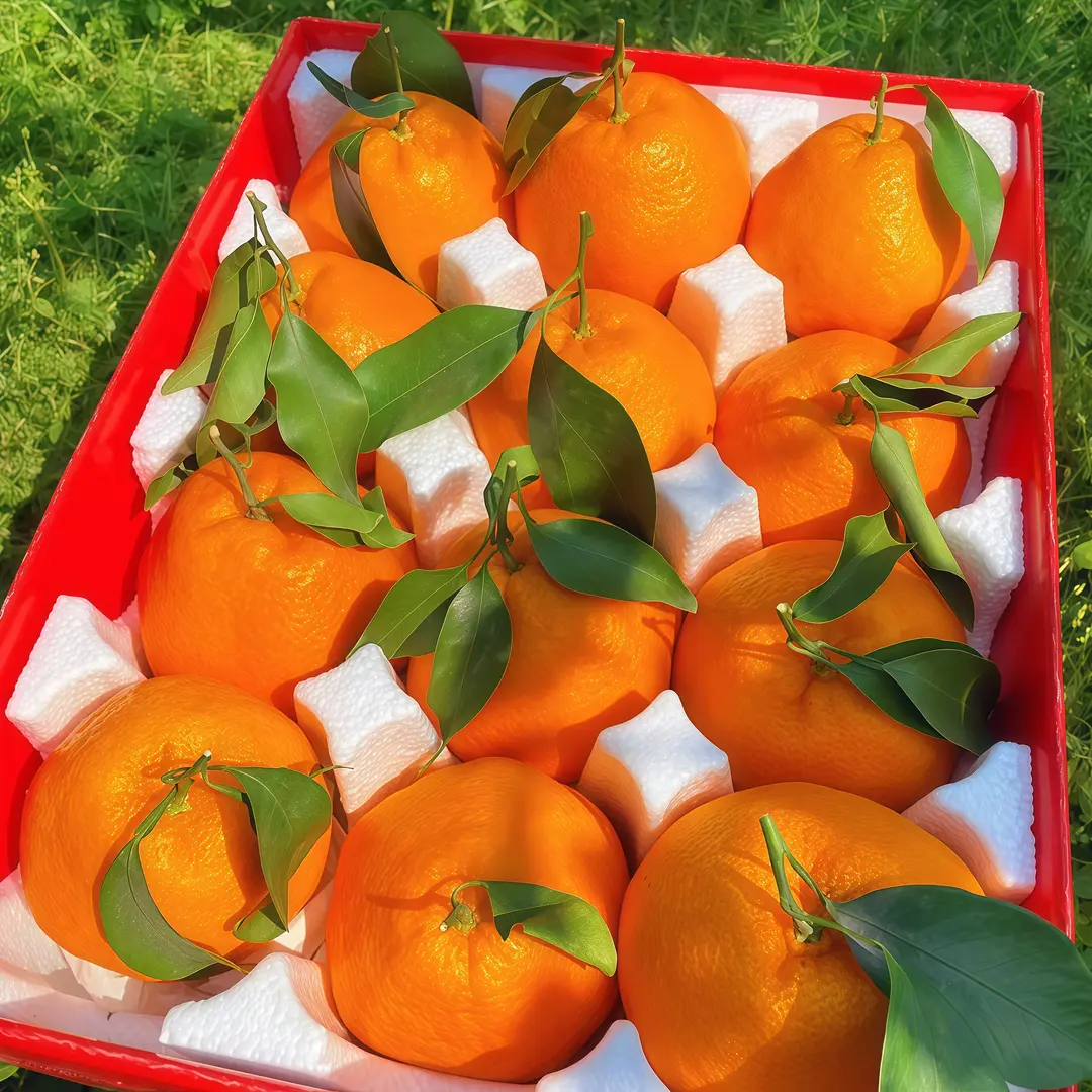 【果园直发】四川耙耙柑纯甜爆汁橘子新鲜水果丑桔橘超甜维c正宗柑