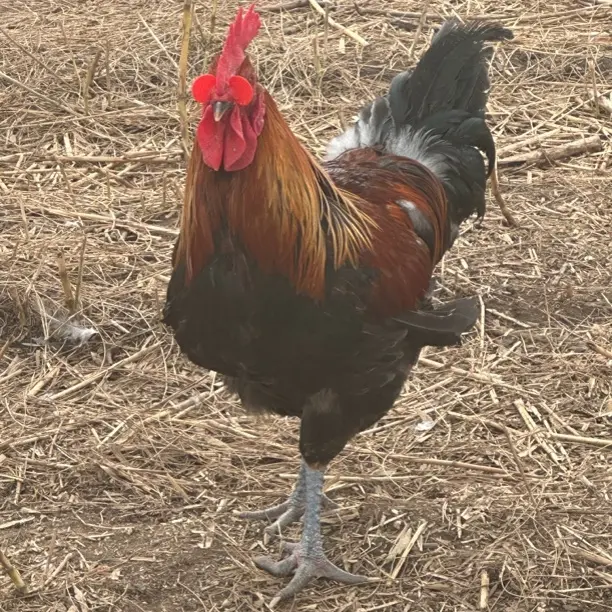 农家散养大公鸡 （一只5斤左右）肉质新鲜美味