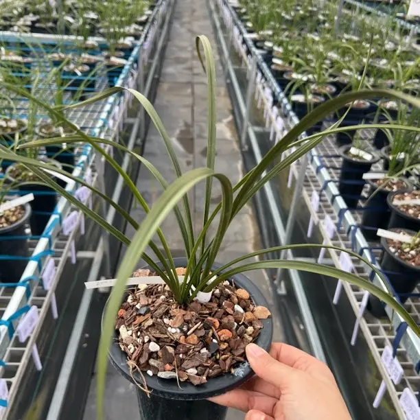 兰花春兰蕙兰建兰寒兰墨兰一物一拍直播间请勿自行下单