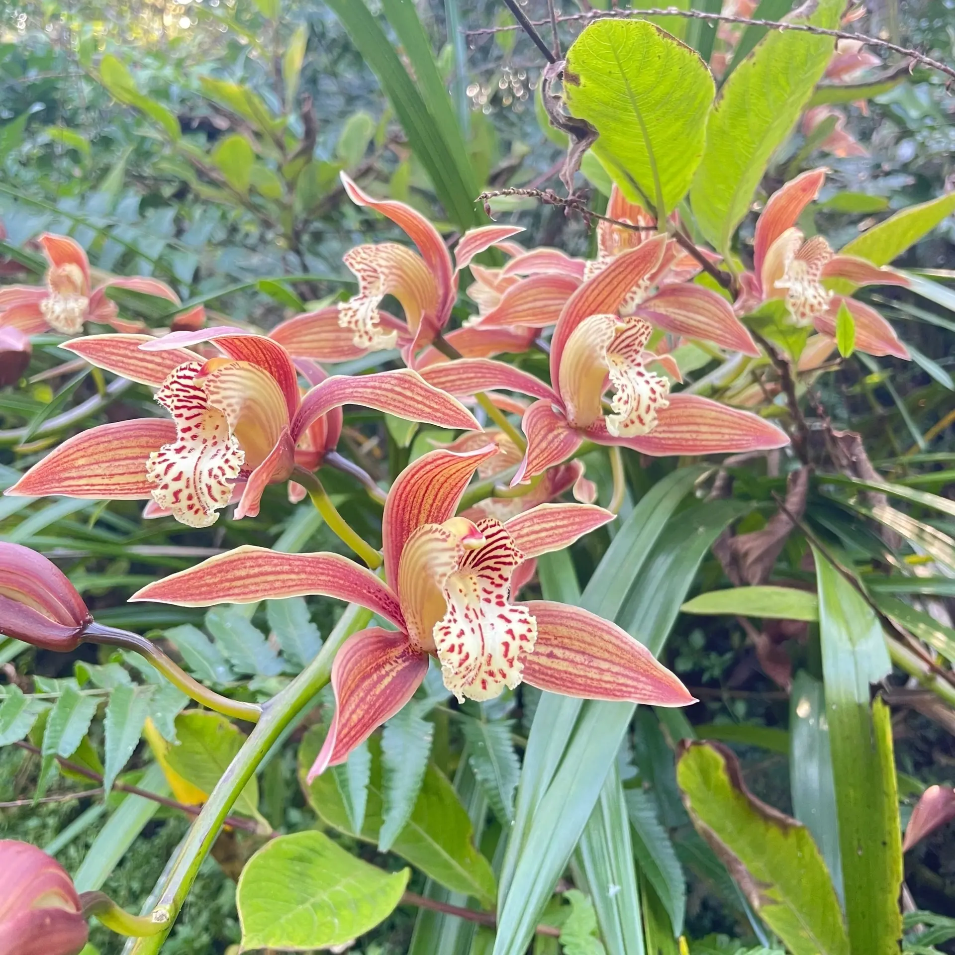 虎头兰苗带花苞名贵精品花卉四季常青浓香好养绿植盆栽