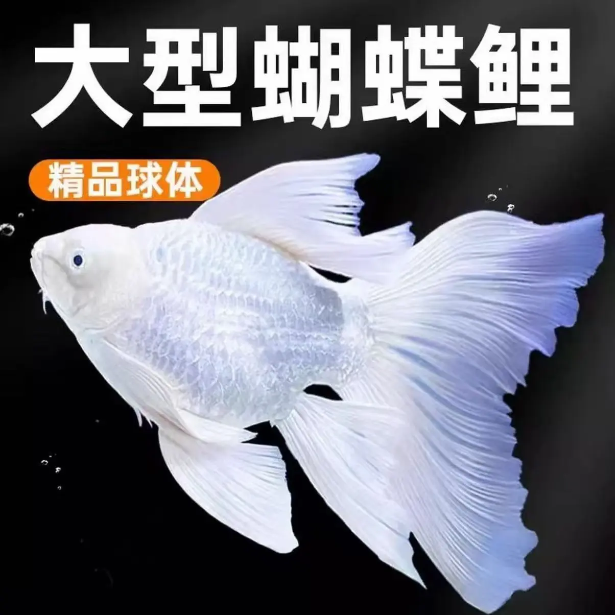 白色球体短身蝴蝶鲤大鳍长尾冷水观赏鱼好养耐活淡水鱼
