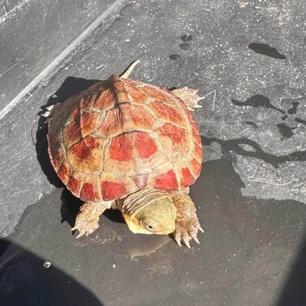 龟活体宠物观赏龟，适合家养深水浅水乌龟，直播挑选，私拍不发