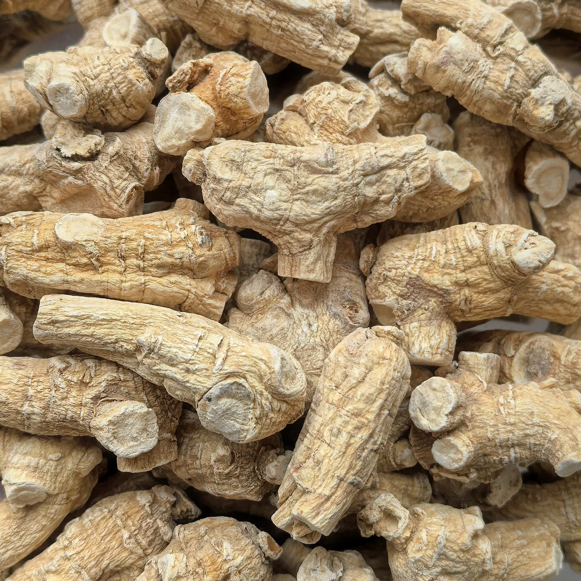 进口西洋参10克粒头