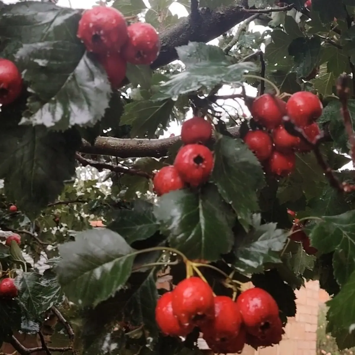甘肃庆阳新鲜山楂酸甜可口产地直发当季水果
