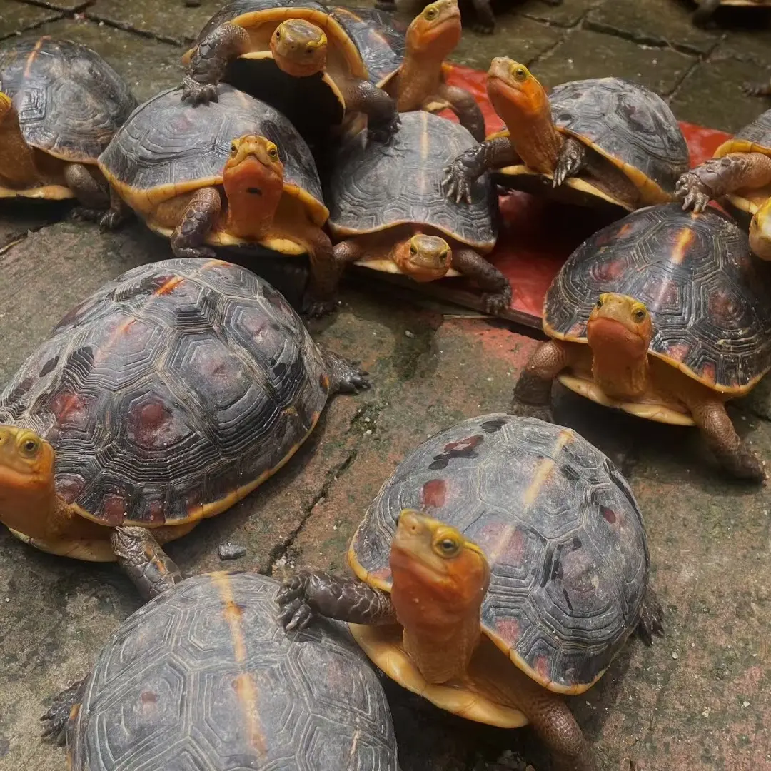 黄缘龟活体宠物龟人工繁殖纯种安缘半水龟互动性强活泼亲人观赏龟