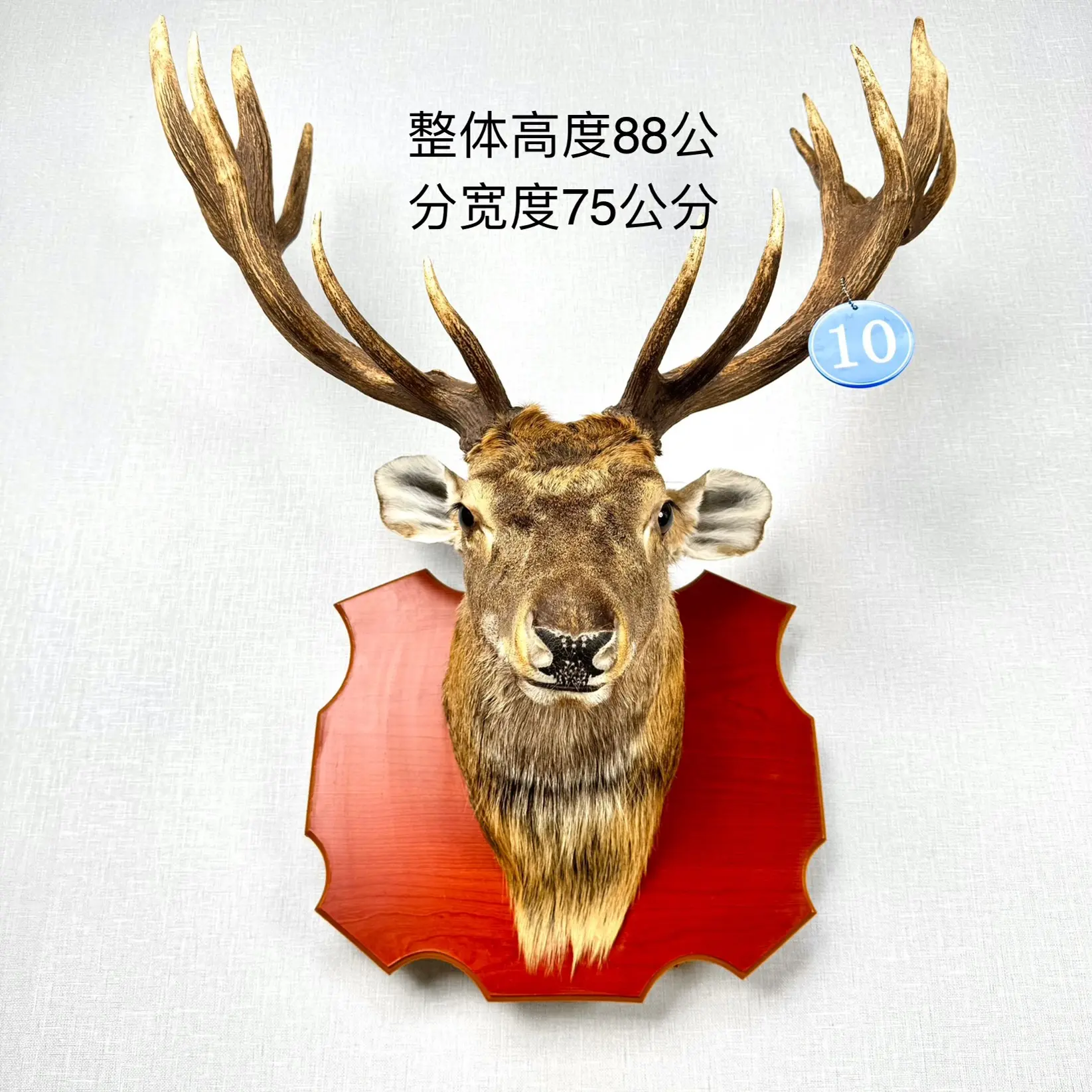 10号复古欧式风格真皮毛真鹿角鹿头标本客厅背景墙壁挂装饰