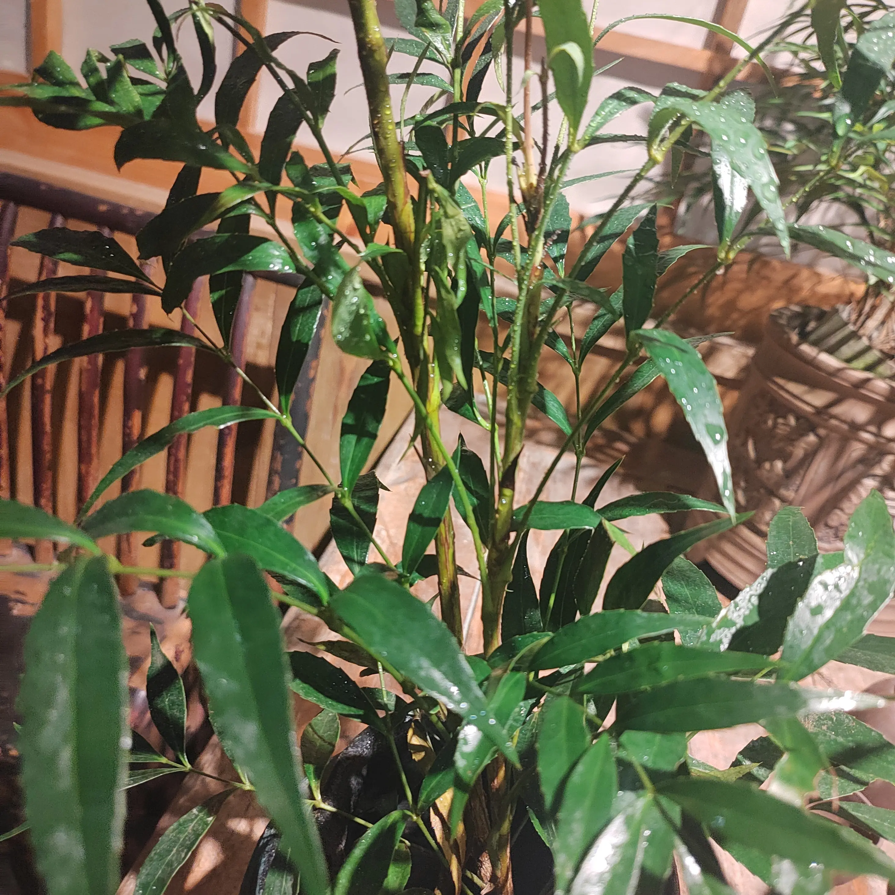十大功劳盆栽绿植室内办公室四季好养（不带盆）