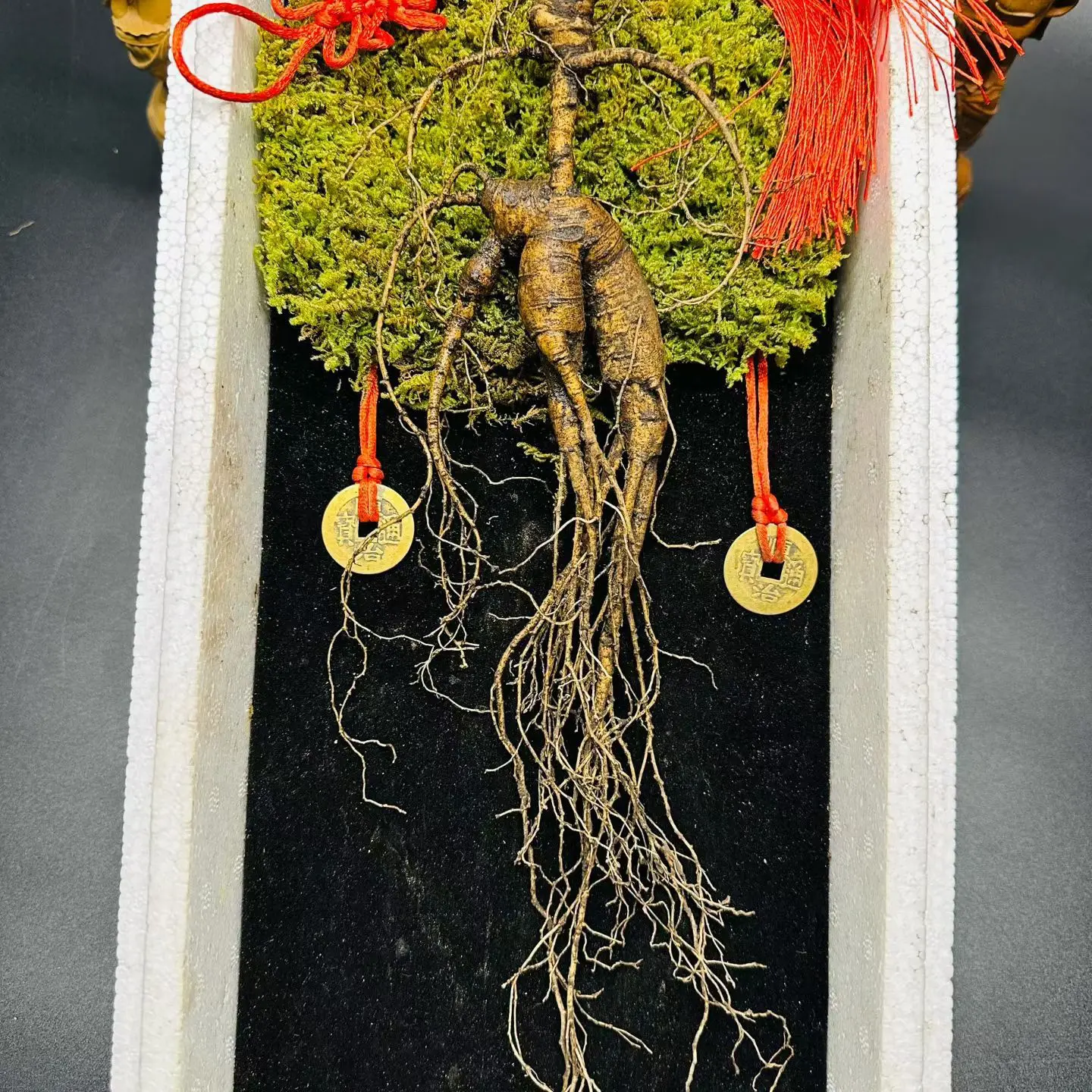 新鲜林下参山参原产地精选东北播籽林下参食用