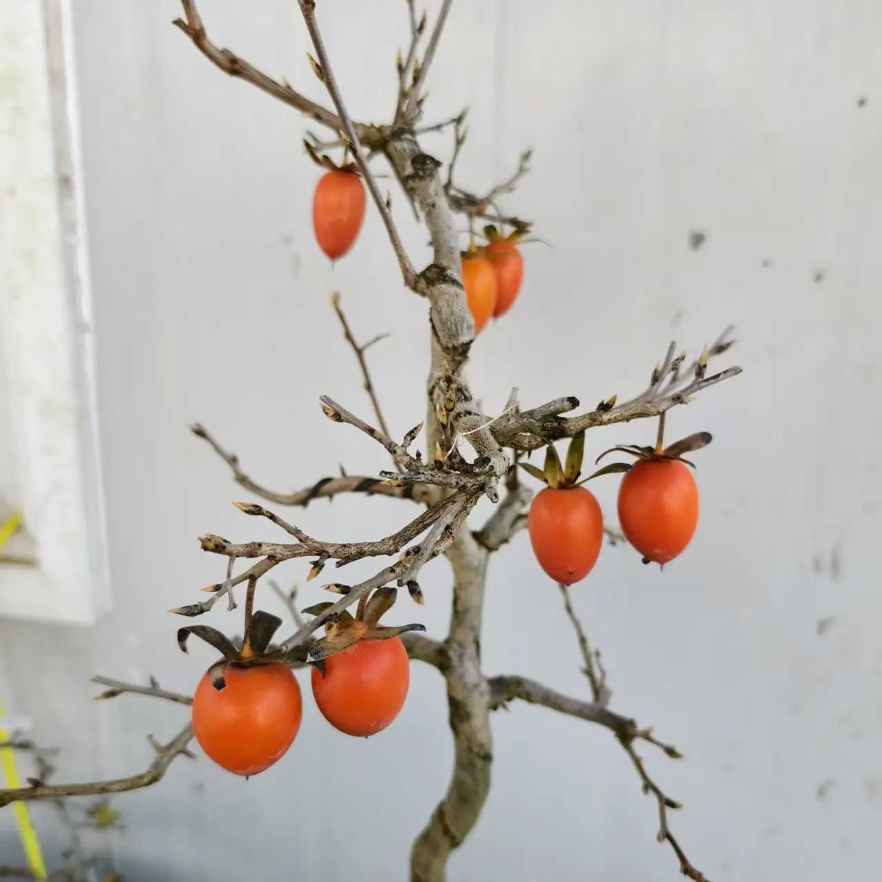 图一图二为果图，售卖根苗无果盆景素材根生苗。